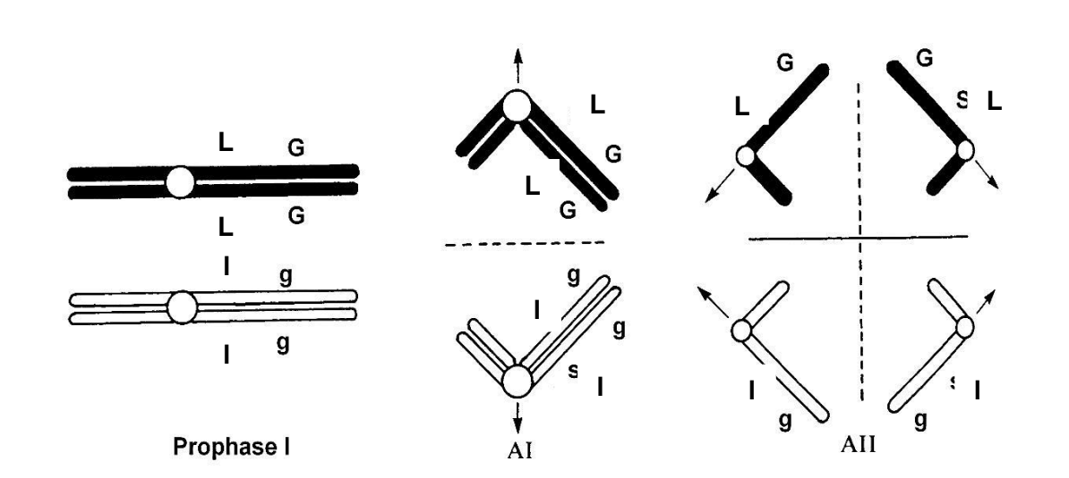 <p>What does complete linkage mean for the resulting phenotype?</p>