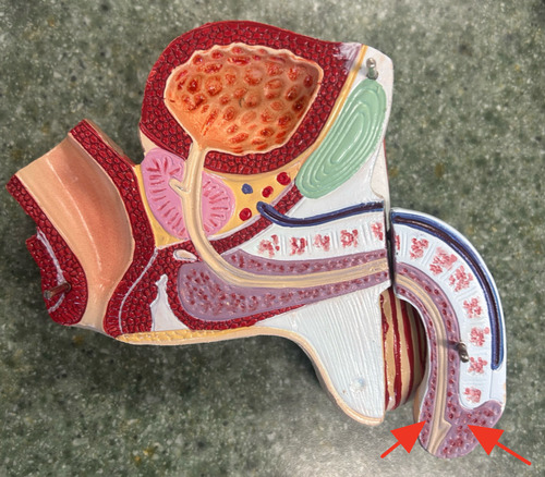 <p>midventral erectile tissue that surrounds the urethra </p>