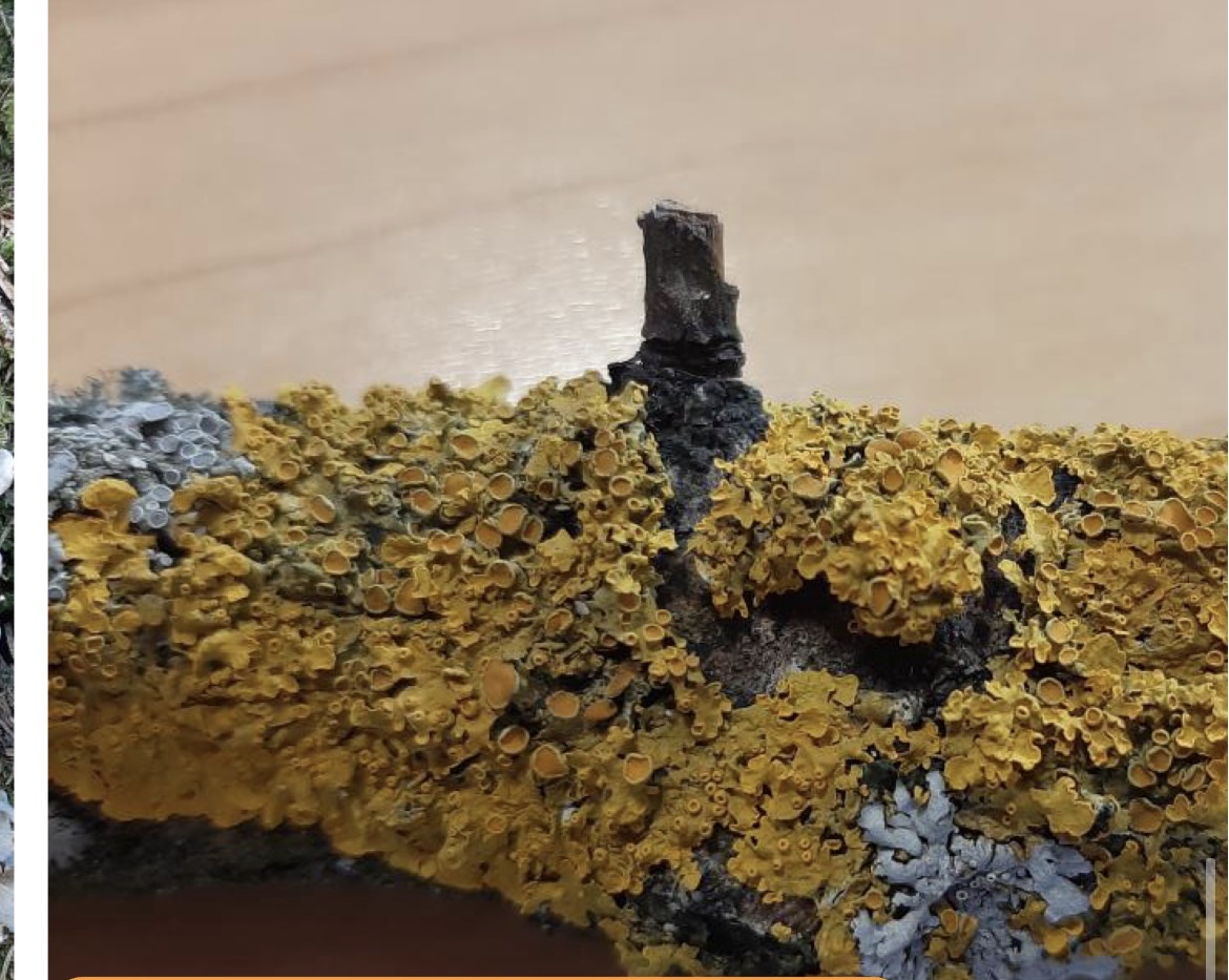 <p>Skupina; listati lisaj</p><p>Vrsta: xanothoria rumenček</p>