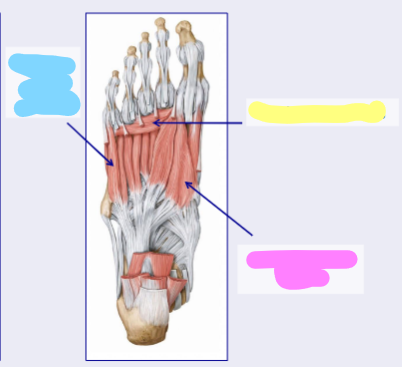 <p>what muscle is shown in yellow </p>