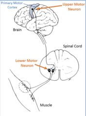 <p>Lower motor neurons, also called alpha motor neurons</p>
