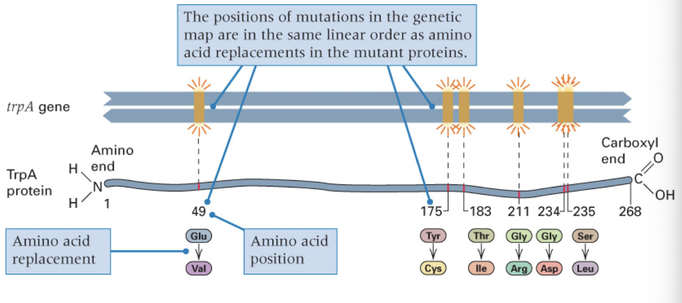 <p>DNA sequence determines amino acid sequence in a point-to-point manner</p><p>mutation in DNA can be traced back to a change in the AA in the DNA</p><p>basis for genetic disease</p>