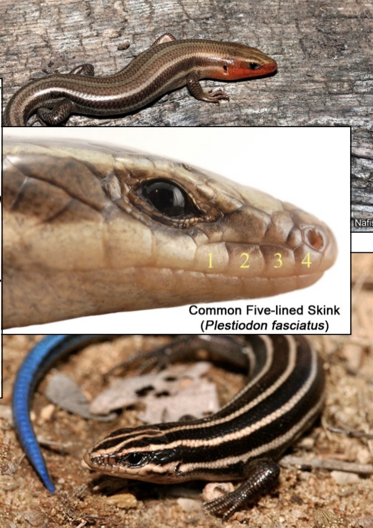 <p>Common Name: Common Five-lined Skink</p><p>Family: Scincidae</p><p>ID: smooth, overlapping, glossy scales; stripes fade with age; enlarged scales in middle row of tail; usually four labial scales before eye</p><p>Statewide distribution</p>