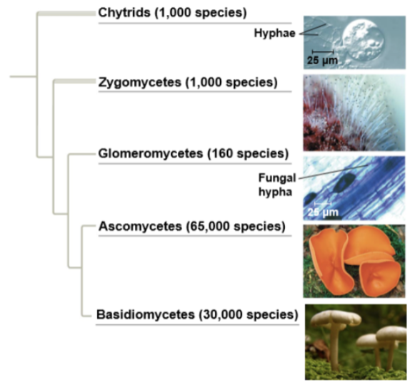<p>fungi diversity </p>