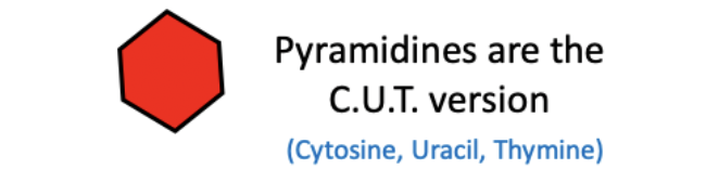 <p><span><strong>Pyrimidines: Cytosine, Thymine, Uracil</strong></span></p><ul><li><p><span>Single ringed</span></p></li><li><p><span>TIP: Pyramids are sharp and CUT (acronym for 3 base names)</span></p></li></ul><p></p>