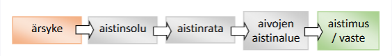 <ol><li><p><strong>Ärsyke osuu aistielimeen.</strong></p><ul><li><p>Esimerkiksi valo osuu silmään tai ääni korvaan.</p></li></ul></li><li><p><strong>Aistinreseptorit vastaanottavat ärsykkeen.</strong></p><ul><li><p>Reseptorit muuttavat ärsykkeen sähköiseksi hermoimpulssiksi.</p></li></ul></li><li><p><strong>Hermoimpulssi kulkee aivoihin.</strong></p><ul><li><p>Impulssi etenee aistihermoja pitkin keskushermostoon.</p></li></ul></li><li><p><strong>Aivot käsittelevät tiedon.</strong></p><ul><li><p>Aivot tulkitsevat hermoimpulssin, jolloin syntyy <strong>aistimus</strong>. Esimerkiksi näemme kuvan, kuulemme äänen tai tunnemme kosketuksen.</p></li></ul></li></ol><p></p>