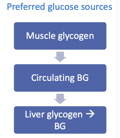 <ul><li><p>muscle glycogen</p></li><li><p>circulating BG</p></li><li><p>liver glycogen → BG</p></li></ul><p></p>