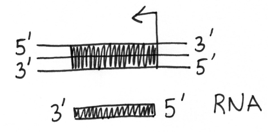 <p>Left or right, but must follow 5’ to 3’ on new strand and template strand must reflect this</p>