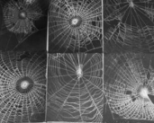 <p>is a spiders web a decision or an instinct?</p>