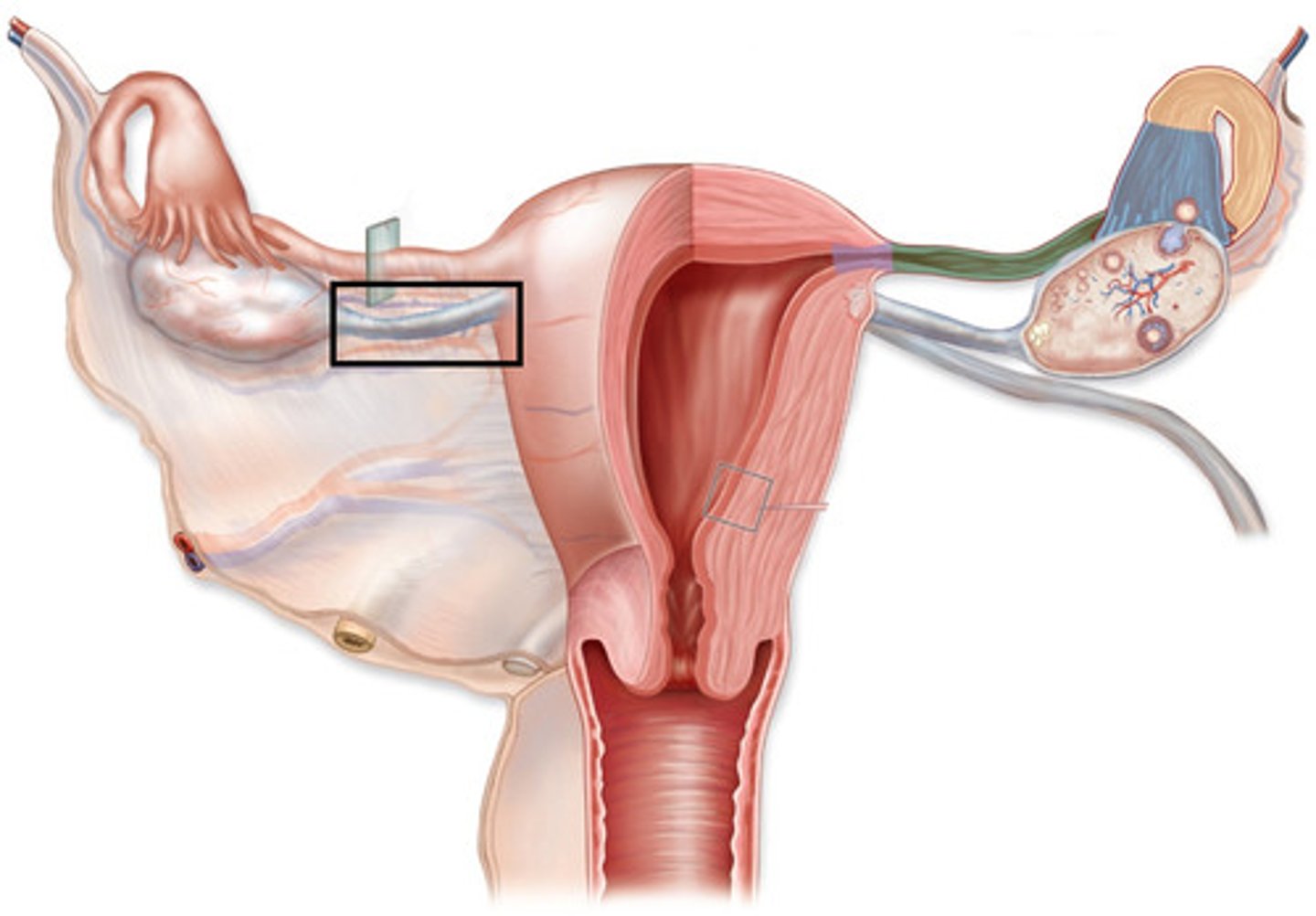 <p>anchors ovary medially to uterus</p>
