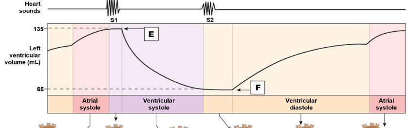 <p>volume of blood remaining in each ventricle after systole; blood that stays behind after contraction; normally around 65 mL</p>