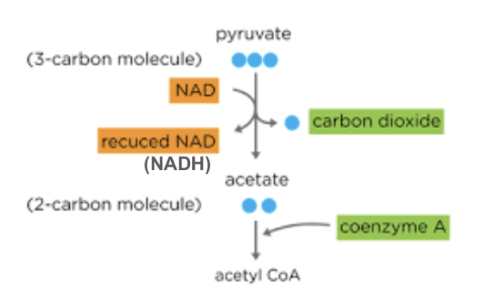 <ul><li><p>Pyruvate (3C) enters the mitochondrial matrix</p></li><li><p>Pyruvate is oxidised → hydrogen/electrons are removed</p></li><li><p>NAD accepts the hydrogen/electrons → forming reduced NAD (NADH)</p></li><li><p>Pyruvate is decarboxylated → CO₂ is removed</p></li><li><p>An acetyl group (2C) is formed</p></li><li><p>Acetyl group joins coenzyme A → forming acetyl-CoA</p></li><li><p>Acetyl-CoA carries the acetyl group to the Krebs cycle</p></li></ul><p></p>