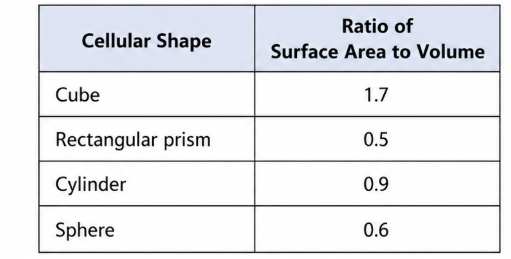 <p>In an experiment, the efficiency of oxygen exchange across the plasma membrane is being assessed in four artificial blood cells. The table above lists several properties of these artificial cells. Other conditions being equal, which artificial cell is predicted to be the most efficient at exchanging oxygen with the environment by diffusion?</p><p>A) The cuboidal cell<br>B) The rectangular cell<br>C) The cylindrical cell<br>D) The spherical cell</p>