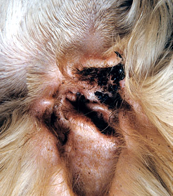 <p>This image shows what?</p>