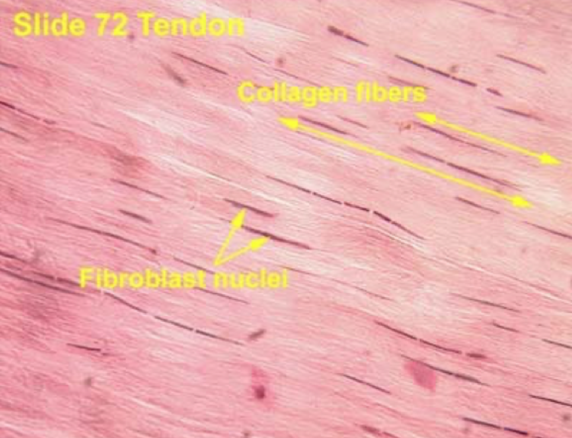 <p>Meget <strong>parallelt</strong>, så vævet kan modstå træk i én bestemt retning.</p>
