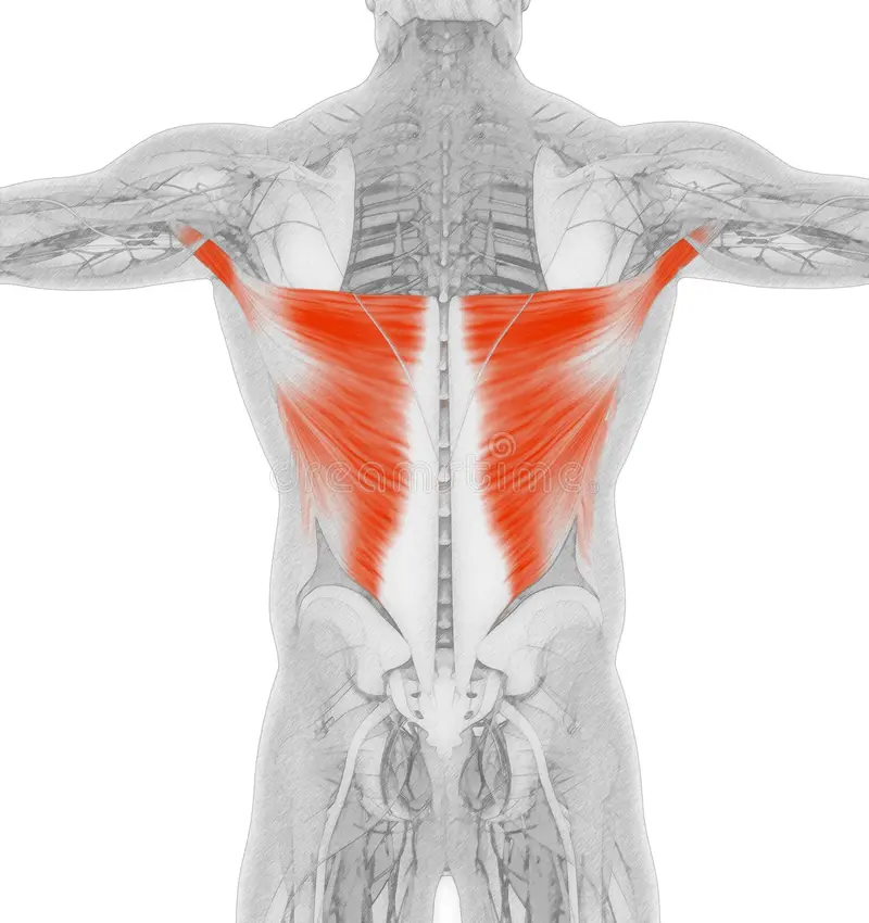<p>Name the muscle!</p>