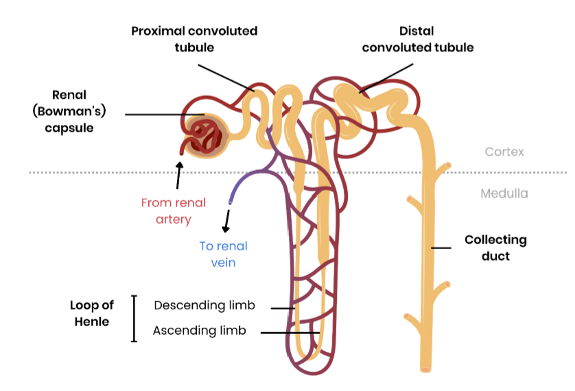 <ul><li><p>nephron = basic structure and functional unit of the kidney millions in the kidney)</p></li><li><p>associated with each nephron are a network of blood vessels </p></li></ul><p></p>