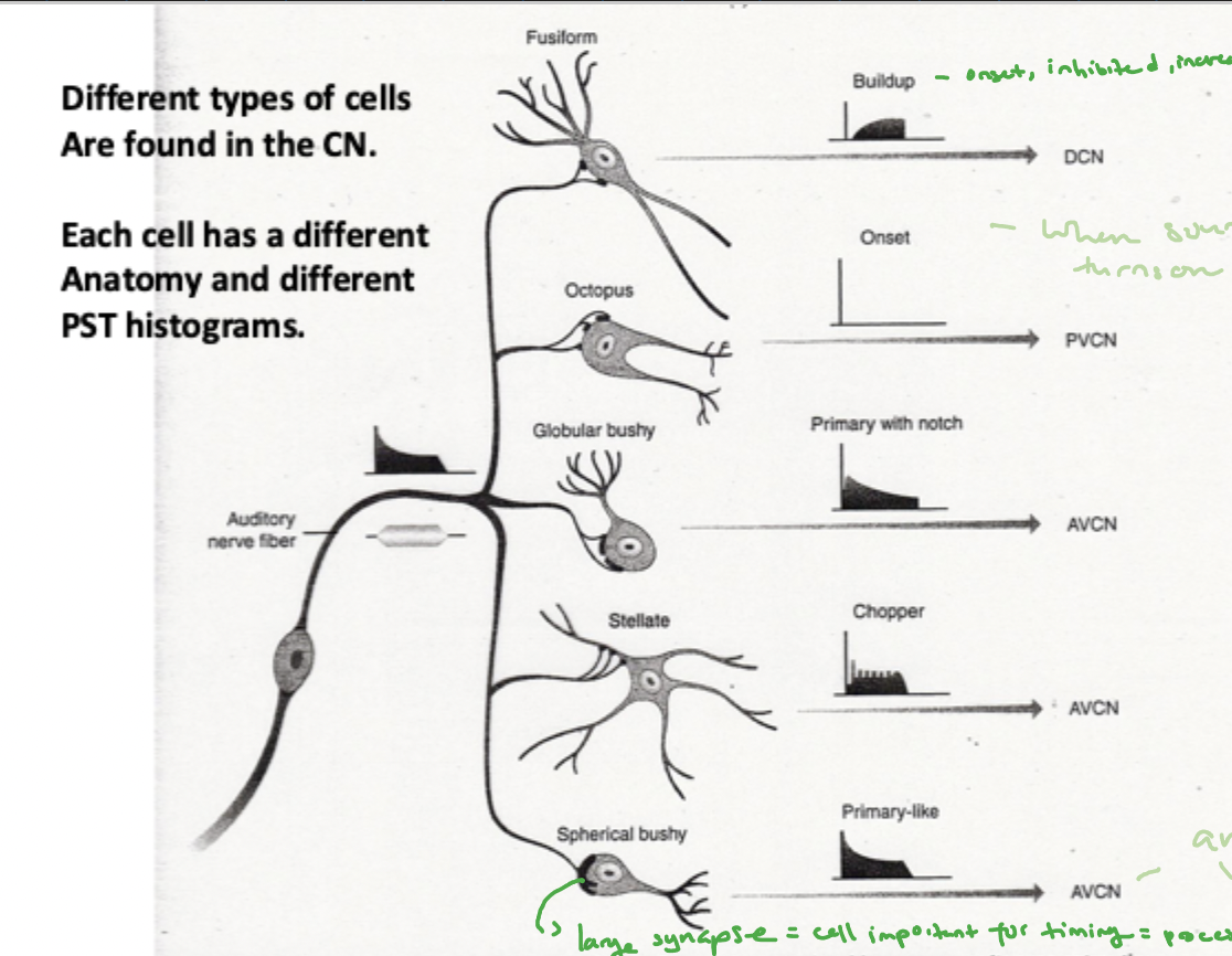 <ul><li><p><strong>Example 1: Frequency Specificity</strong></p><ul><li><p><strong>Where:</strong><span> </span><strong>Inferior Colliculus (IC)</strong><span>.</span></p></li><li><p><strong>Why:</strong><span> To make neurons </span><strong>"more frequency specific"</strong><span> and assist in the </span><strong>"identification"</strong><span> of a sound to </span><strong>"define an auditory object"</strong><span>.</span></p></li><li><p><strong>How:</strong><span> </span><strong>Inhibition</strong><span> narrows the tuning curve by </span><strong>"getting rid of the tails"</strong><span> of the tuning curves found in primary auditory nerve fibers.</span></p></li></ul></li><li><p><strong>Example 2: Precise Timing</strong></p><ul><li><p><strong>Where:</strong><span> </span><strong>AVCN</strong><span> (Anteroventral Cochlear Nucleus).</span></p></li><li><p><strong>Why:</strong><span> To </span><strong>"retain and strengthen"</strong><span> temporal encoding for higher levels of the system.</span></p></li><li><p><strong>How:</strong><span> </span><strong>Spherical bushy cells</strong><span> produce </span><strong>"precise timing"</strong><span> by firing over a </span><strong>"restricted phase of the signal,"</strong><span> giving them </span><strong>"synchronization coefficients that are higher than those of AN fibers"</strong></p></li></ul></li></ul><p><br></p>
