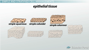 <p>Squamous-flat, irregular(like fried eggs)</p><p>Cuboidal-cubes</p><p>Columnar-tall and rectanglar</p>