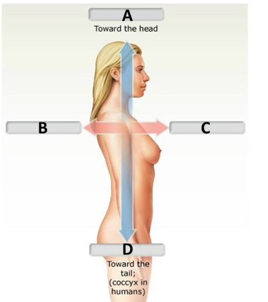 <p>Name for B</p>