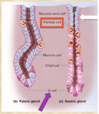 <p>(blue) mucus</p><p>includes mucous neck cells</p>