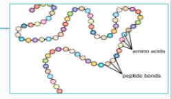 <p>Covalent bonds joining amino acids</p>