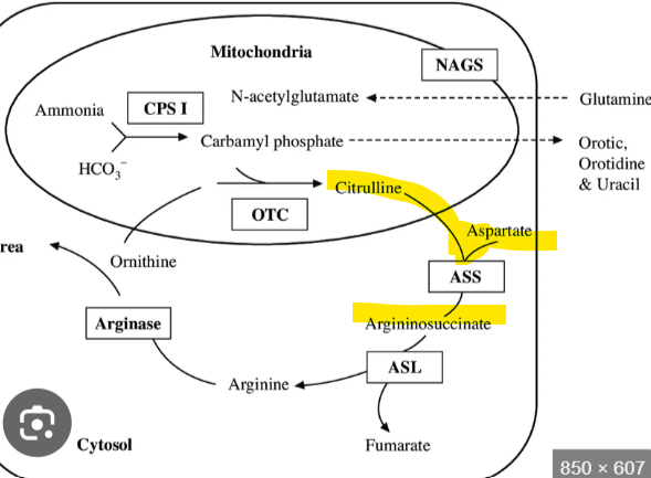 <p>The oxaloacetate from the TCA cycle gets converted to asparate via transamination. It then exits the mitochondria and enters the urea cycle, what happens after this </p>
