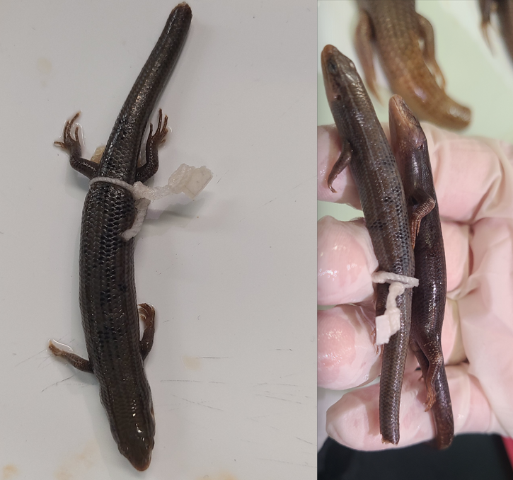 <p>Scientific name and distinguishing feature</p>