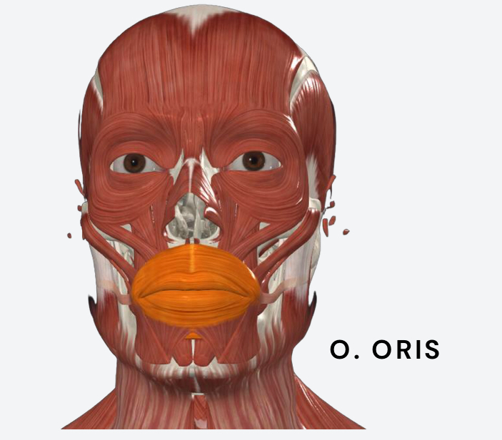 <p>closes and protrudes lips </p>