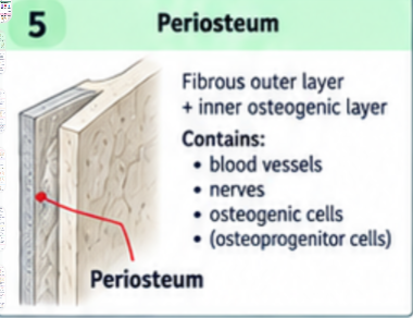 <p>A covering on the outside of bone, except at articular cartilage. Its outer fibrous layer contains collagen, blood vessels, lymphatic vessels, and nerves. Its inner cellular layer contains osteogenic cells and bone forming cells. Perforating fibers help anchor it and attached tendons or ligaments.</p>