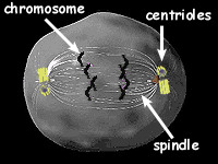 <p>organelles that develop spindle fibers and are used by the cell to move chromosomes around during cell division</p>