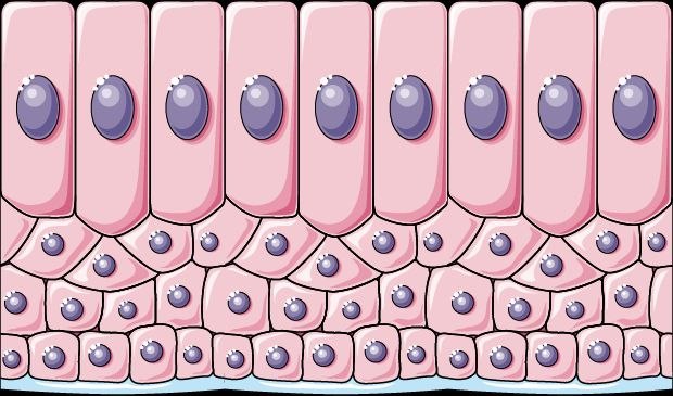 <p>Stratified Columnar Epithelium </p>