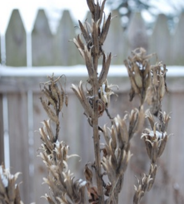 <p>fruit = 4 chambered capsule that splits open along midline of each section, tips curl back --> flower-like appearance, 2 rows seed/section. arranged in a spike</p>