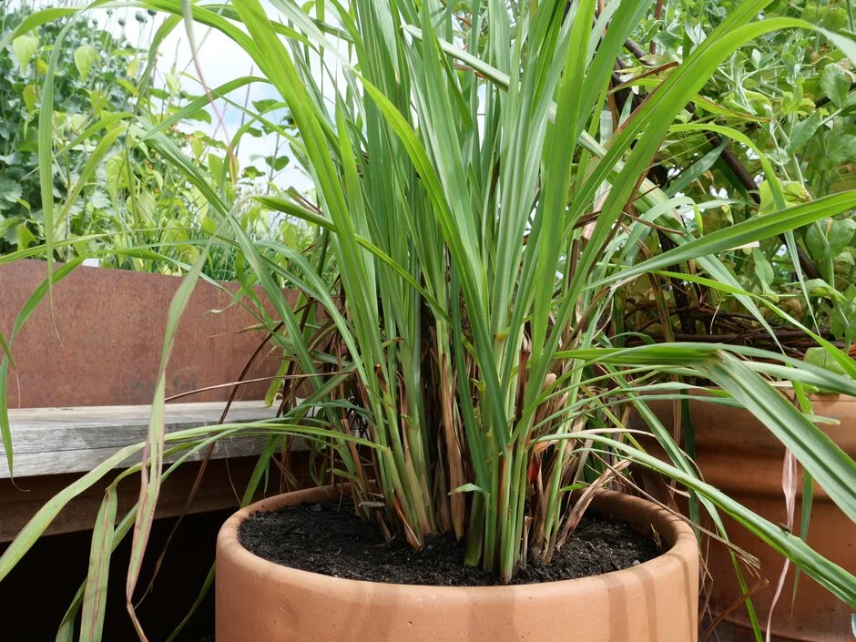 <p><strong>Common Name</strong>: Lemongrass, tanglad</p><p><strong>Parts Used</strong>: <span style="background-color: transparent; font-family: "Helvetica Neue", sans-serif;">Leaves, roots</span></p><p><strong>Use/s</strong>: Carminative, diaphoretic, analgesic, diuretic; food preparations, aromatics, vomit control (cholera), pains, ringworm, toothaches, headaches, insecticide</p><p><strong>Major Metabolites</strong>: <strong><u>Geraniol</u></strong>, <strong><u>citral</u></strong>, <strong><u>citronellal (monoterpenes)</u></strong></p>