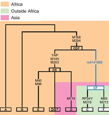 <p>Most of the ancestral/ basal haplogroups are found in africa</p>