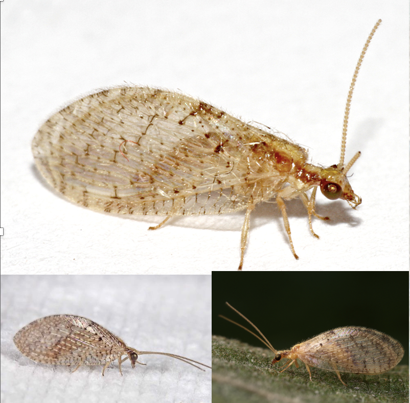 <p>Latin, védett?</p>