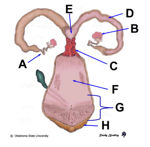 <p>match letter to structure </p>