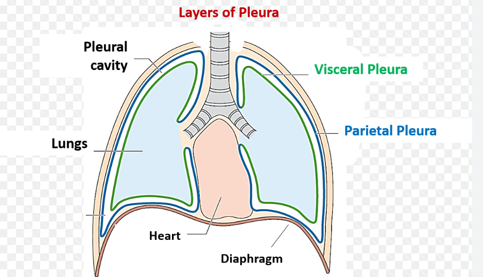 <p>De pleura visceralis is tegen de long en overige grenzen van de longholte gelegen, de pleura parietalis bekleedt de longholte, ze gaan in elkaar over bij de longhilus.</p>