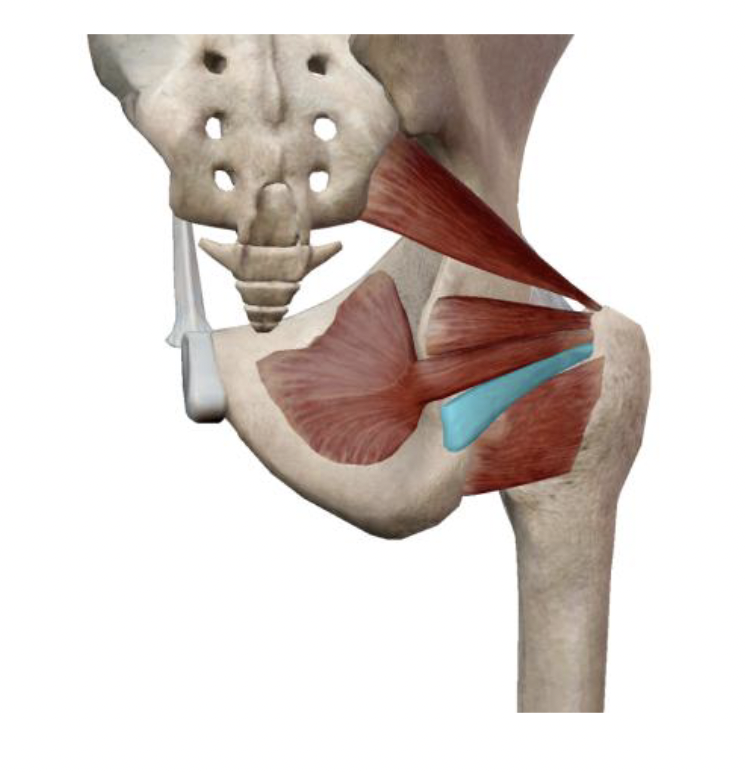 <p>What is the muscle name, its origin, its insertion, its action, and its innervation?</p>