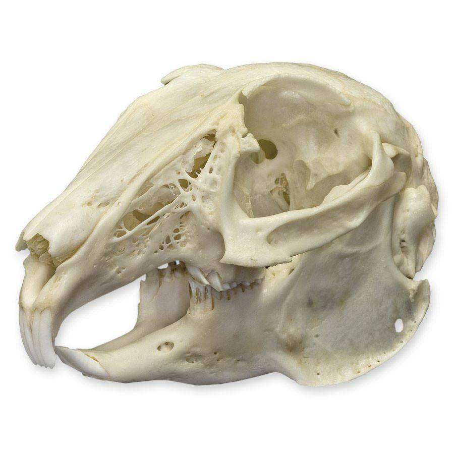 <p>Mandible narrower than maxilla. Temperomandibular joint has wide SA allow lateral movement of mandible in relation to maxilla</p>