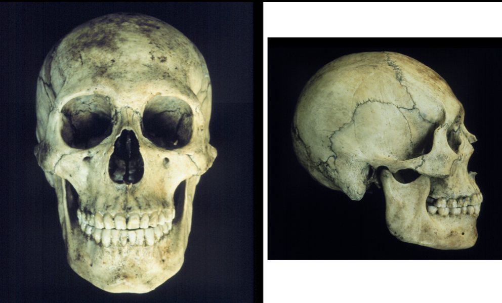 <p>what is the ancestry of this skull?</p>