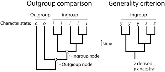 <p>Outgroup </p>