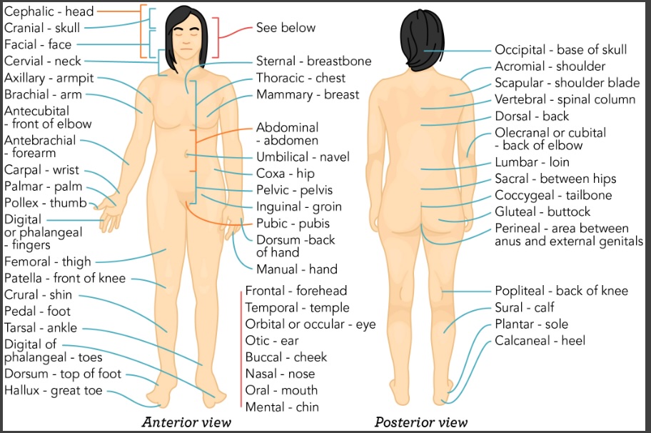 <p>Principal regions include the head, neck, trunk, upper limbs, and lower limbs.</p>