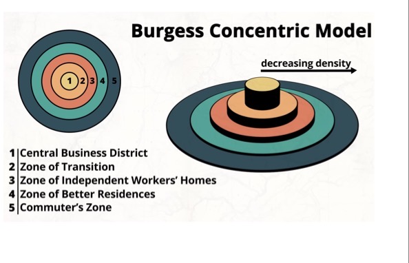 <p>Has circular rings that sprout outward from the CBD. It goes out from working class industries middle class and commuters. The farther you get the less density there is of people.</p>