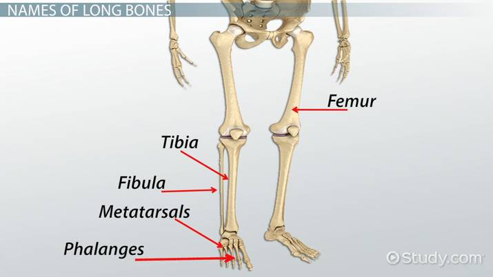 <p>Longer then wide, Ex bones of limbs, femur </p>