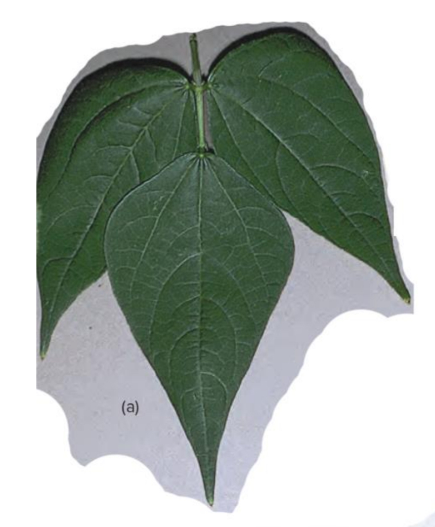 <p>What are the symptoms of Sulfur deficiency in plants?</p>