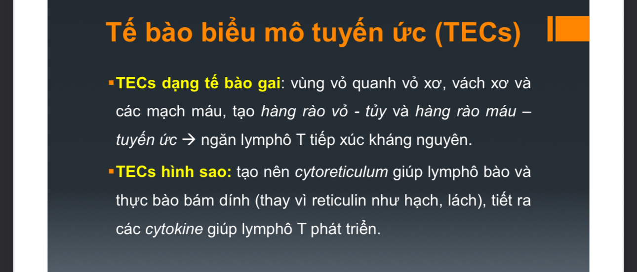 <p>TECS dạng gai→tại hàng rào vỏ-tủy, máu-tuyến ức→ngăn lympho T tiếp xúc KN</p><p>TECS dạng sao→tạo nên mạng lưới cytoreticulum(thay vì reticulum ở hạch và lách)→giúp lympho T và thực bào bám dính.Tiết các cytokine kích thích LymphoT phát triển</p>