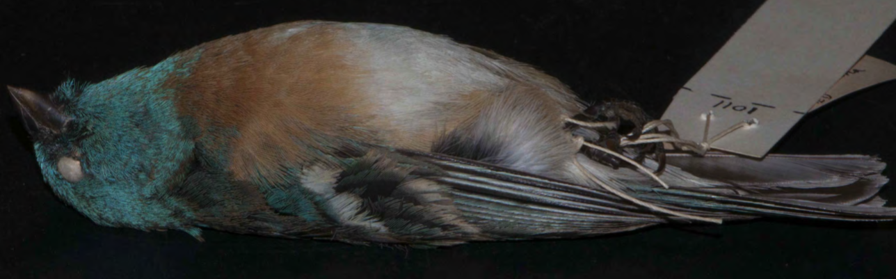<p>Lazuli Bunting</p>
