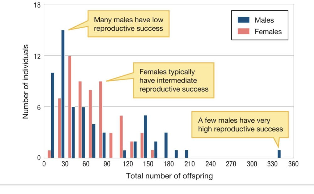 <p><span>• Ova (female gametes) require more investment and are a limiting<br>resource<br>• Drives competition among males<br>• Creates variation between success of males<br>• Males can continuously reproduce, reproductive constraints on females<br>• Since eggs are “expensive” and scarce, females tend to be more<br>discriminating<br>• There are obviously degrees of difference between species<br>• Fish where eggs are fertilized externally<br>• Mammals with long gestation period</span></p>