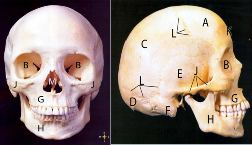 <p>This is a human skull. Identify what is A, C, D and E</p>